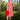 Woman in 1940s red and white nautical striped wiggle dress holding a red sun hat